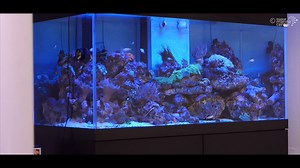 19 reactions · 15 shares | Tropic Marin Zootonic is a high-quality plankton substitute to supply plankton filter feeders in saltwater aquariums with all the vital nutrients such as amino acids, highly unsaturated fatty acids and vitamins. To learn more about this amazing product visit us in https://bit.ly/2OZJ92X #tropicalmarinecentre #tropicmarin #zootonic | Tropical Marine Centre | Facebook