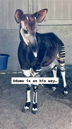 14K views · 1.1K reactions | Have you ever heard of the Okapi? #okapi #okapis #coolanimals #endangeredanimals #meetanokapi #meetandgreet | Tanganyika Wildlife Park | Facebook