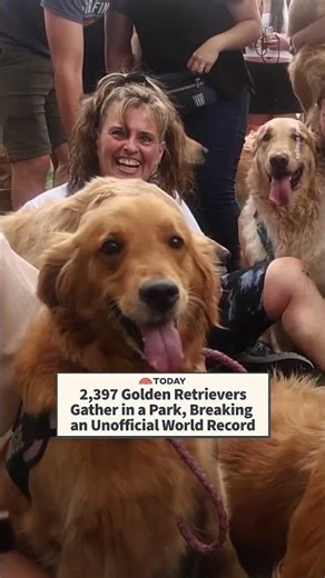 2,397 Golden Retrievers Gather in a Park, Breaking an Unofficial World Record