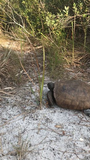 When you try to interview a turtle and he hisses at you #fyp #turtle
