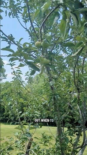 how do you know when apples are ready to harvest? #apples #appletree #hybridappletree #appleharvest