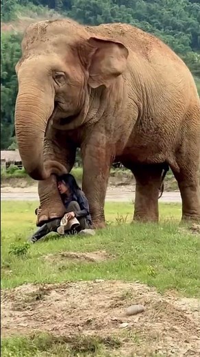 She Starts Singing… Watch What the Elephant Does 😭🐘 #elephant #animals #love