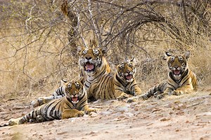 Ever Seen Six Wild Tigers Walking Together Like They Own The Jungle? Now You Have