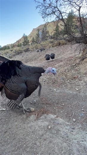 46 reactions · 3 comments | Big Rock Candy Mountain Resort on Reels | Facebook