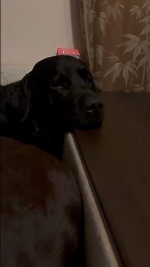 Какая милота 😻 #dogshorts #labrador #собака #puppy #puppy #собаки