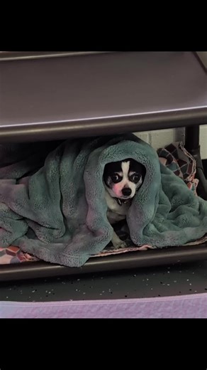 He's like a sailing stone. Never where I left him! 🤣 #TheBarkingLot #doggydaycare #fyp #funnyvideos #dogsofttiktok