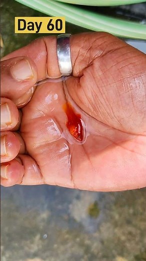 Balloon Molly Growth: From Fry to Fabulous! #shorts #mollyfish #vidphography