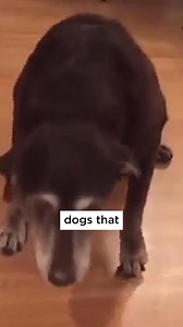 1.3K views · 27 reactions | Dogs use their toenails for traction....