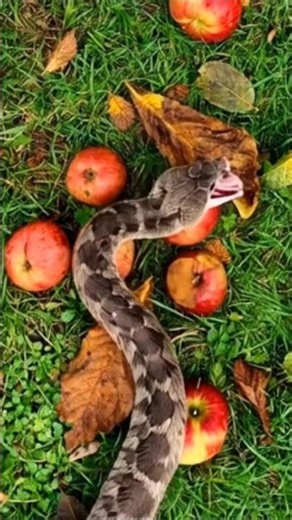 A beautiful brown russel viper snake is trying to eat fallen apple #snakevideo #russelviper