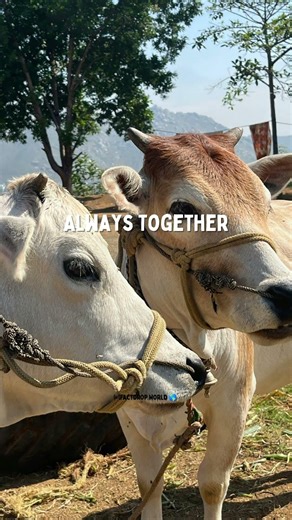 Cows Are Best Friends 🐄❤️ The Sweet Bond You Didn’t Know About! #shorts
