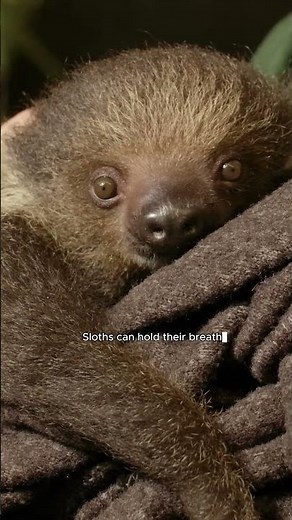 Sloth Facts You Didn’t Know