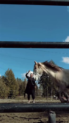 Groundwork with Andalusian #horse #equestrianjourney
