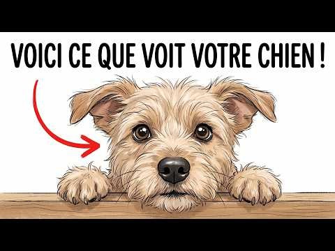 Votre Chien Ne Vous Voit Pas Comme Un Humain - Voici Ce Que Vous êtes VRAIMENT Pour Lui