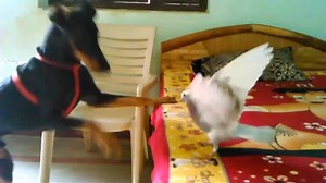 Dangerous Fight | Choudhry Zaheer Birds