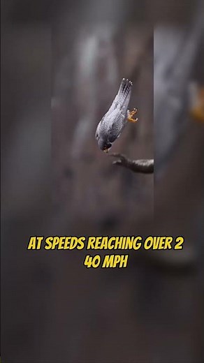 Meet the Fastest Animal on Earth