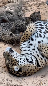 1.2M views · 68K reactions | Uma homenagem do Instituto Onça-Pintada /Jaguar Conservation Fund a todas as mães do mundo. Feliz dia das mães. Especialmente para a mãezona do iop Anah Tereza de Almeida Jácomo | Instituto Onça-Pintada /Jaguar Conservation Fund | Facebook
