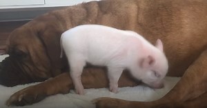135-pound dog meets tiny pig and they form an unlikely bond that can't be broken