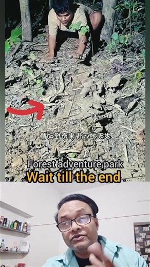 forest expart dekho #halo #tweening