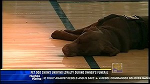 Dog shows undying loyalty during owner's funeral