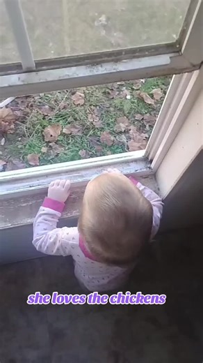 @straight_savage | chickens