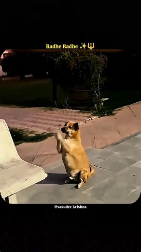 🐕🙏 Dog ne Radhe ko pranam kar diya | Dil chhoo lene wala scene || #shorts​ #status​ #radhe​
