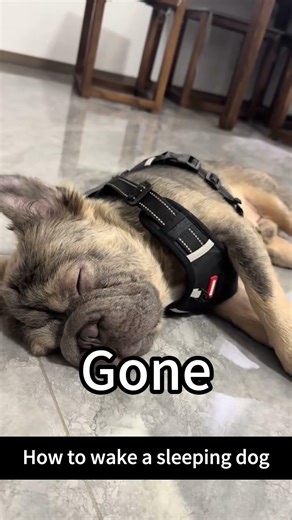 Dog SNORES like a truck… then hears “WALK” 💀 0 to 100 real fast #doglife