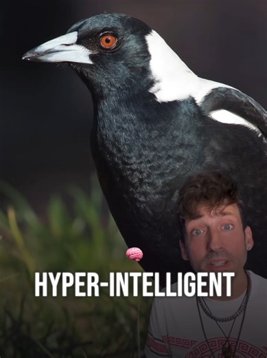 Why Australian Magpies Attack People Annually