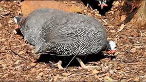 L'élevage des pintades nécessite une attention particulière à plusieurs aspects : ❇️Installation : Prévoir un abri spacieux et bien ventilé, avec des perchoirs pour les pintades. La surface doit être propre et sèche, avec une bonne protection contre les prédateurs. ❇️Alimentation : Les pintades ont besoin d'une alimentation équilibrée composée de grains (maïs, blé, orge), de protéines (tourteaux de soja, de poisson) et de compléments minéraux et vitaminiques. Elles aiment aussi picorer des herbe