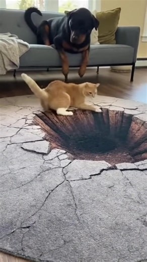 Cat’s Hilarious Reaction to a Realistic Cracked Floor Illusion Stuns Viewers! 😹 . . . #fun #petsoftiktok #catvideos #dogandcat #opticalillusion #homevideo #cool_shorts #funnyanimals #viralvideo #PetReactions | Meow Lol Flix