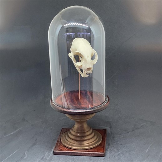 Glass Display Case for a Cabinet of Curiosities - Etsy