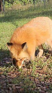 59K views · 4K reactions | Red Fox feels grass for the first time! Full video: https://youtu.be/ocAf-UOvFyI?si=mf8uJ89dDZje7eXv I was so honored these two foxes got to stay with us a couple days before they went to Seacrest Wolf Preserve Inc. | Saveafox Corporation | Facebook