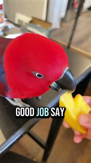 Funny Talking Parrots 🦜 Mimicking Humans Hilarious Reactions!