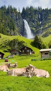 18K views · 38K reactions | 蓮 Animal You Can Meet in Switzerland ...