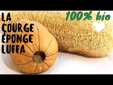 Comment faire pousser des éponges dans son jardin 🧽 cultiver la courge éponge luffa loofa