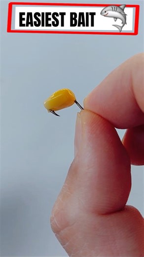 Fishing Guide | Easy Fish Bait 👍 Carp Fishing 🦈 #fishing #carpfishing #carp #outdoors #sport | Instagram