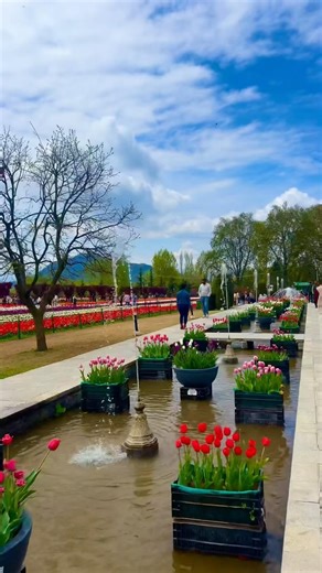 Beautiful view of Tulip 🌷 garden #flowers #nature #love #subscribe #travel #explore #shorts #1k