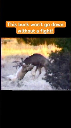 When Predators Attack!