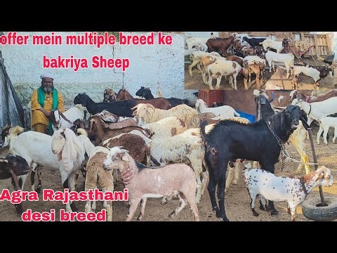 OFFER mein multiple breed ke bakriya or hunter sheep Rajasthani females available in Hyderabad