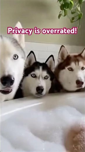 Woman is taking a bath and is complaining that she has no privacy #funnyanimals #funnyvideo #shorts