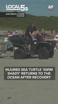 Injured sea turtle 'Swim Shady' returns to the ocean after recovery