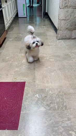 New hair, who dis? 😍 (Chibi’s first grooming session 🥰) #fyp #fypage #viral #cutedogs #trending #firstgroomingsession #shihtzusoftiktok #thechibitv