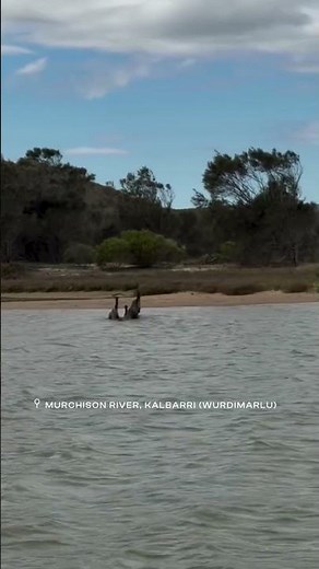 Emus wade through the Murchison River, Kalbarri