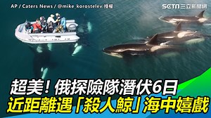 太可愛了～～好幸運可以這麼近距離看到殺人鯨（ #小草西） ▌超美！俄探險隊潛伏6日 近距離遇「殺人鯨」海中嬉戲 ▌👉 https://bit.ly/3yeppuR AP／Caters News／mike_korostelev 授權 --- 下載【三立新聞網APP】Live直播搶先看 ▶️ http://bit.ly/2S4hChu 加入【三立新聞網LINE】天天有新鮮事 ▶️ http://bit.ly/2S0yHIX 更多【三立新聞網YouTube】最新影片 ▶️ http://bit.ly/2W7jK6E 🔥 三立新聞 即時新聞熱門話題一手掌握 | 三立iNEWS