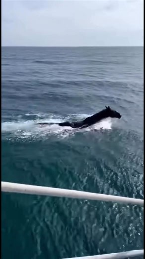 Footage Shows A powerful training moment unfolds at sea as a Friesian horse makes a bold and controlled dive from a patrol boat into open water. Courage is built through trust and discipline. AI generated scene for creative storytelling. No humans or animals were harmed. #animals #horse #friesian #training #ocean #caughtoncamera #facebookreels #bravery #animalmoment #nature #discipline #powerful #wildlifemoment #viralvideo | Dailydoseofpaws