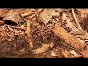 DOCUMENTAIRE-REPORTAGE: La menace des fourmis tueuses