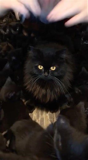 Where’s my kitty?!🐱