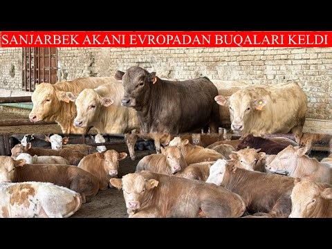 SANJARBEK AKANI EVROPADAN BUQALARI KELDI 300/BOSH SHOSHILING