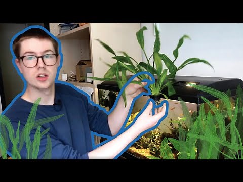 Amazon Sword - Care Guide for Beginners to Make This Plant THRIVE