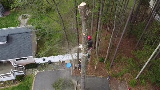 Contact us today to trim or remove hazardous branches or trees! | Virginia Tree Experts