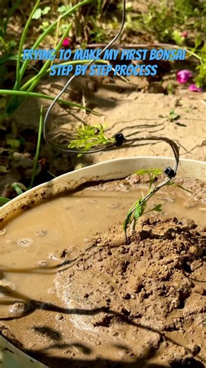 How to create a bonsai tree Let’s start this journey #bonsai